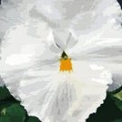 Pansy DeltaPro White-Pure 250 seeds