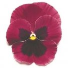 Pansy Matrix Rose-Blotch 250 seeds