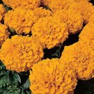 Marigold Discovery Orange 250 seeds