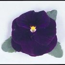 Pansy Majestic Giant II Purple-Blotch 250 seeds