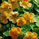 Nasturtium Tip Top Alaska Salmon 100 seeds