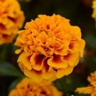 Marigold Hot Pak Flame 1,000 seeds