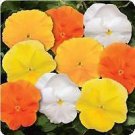 Pansy Spring Matrix Daffodil Mix 250 seeds