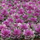 Flowering Cabbage Color Up Purple 250 seeds