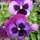 Pansy Majestic Giant II Blue Jeans 250 seeds