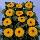 Calendula Bon Bon Yellow 1,000 seeds