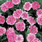 Dianthus Telstar Pink 250 seeds