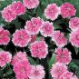 Dianthus Telstar Pink 250 seeds