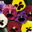 Pansy DeltaPro Mix 250 seeds