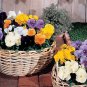 Pansy DeltaPro Pure Colors Mix 250 seeds