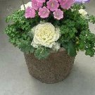 Flowering Cabbage Color Up White 250 seeds
