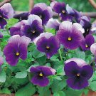 Pansy Nature Beacon 250 seeds