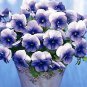 Pansy Nature Frosty Blue 250 seeds
