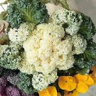 Flowering Kale Yokohama White 500 seeds