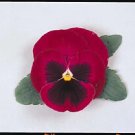 Pansy Majestic Giant II Rose-Blotch 250 seeds