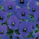 Pansy Nature Ocean 250 seeds