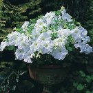 Petunia Supercascade White 1,000 seeds