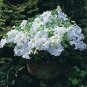 Petunia Supercascade White 1,000 seeds