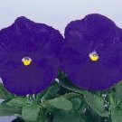 Pansy Majestic Giant II Purple-Clear 250 seeds