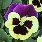 Pansy DeltaPro Yellow-Purple Wing 250 seeds