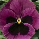 Pansy DeltaPro Rose-Blotch 250 seeds