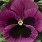 Pansy DeltaPro Rose-Blotch 250 seeds