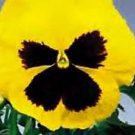 Pansy DeltaPro Yellow-Blotch 250 seeds