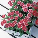 Dianthus Telstar Picotee 250 seeds