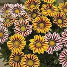 Gazania Big Kiss Mix 100 seeds