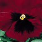 Pansy DeltaPro Red-Blotch 250 seeds