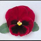 Pansy Majestic Giant II Red-Blotch 250 seeds