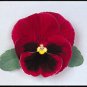 Pansy Majestic Giant II Red-Blotch 250 seeds