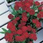 Dianthus Telstar Crimson 250 seeds