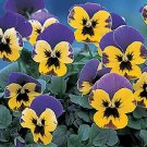 Pansy Nature Blue and Yellow 250 seeds