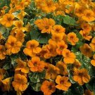 Nasturtium Tip Top Alaska Gold 100 seeds