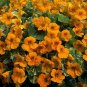 Nasturtium Tip Top Alaska Gold 100 seeds