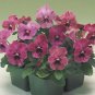 Pansy Nature Rose Pink 250 seeds