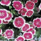 Dianthus Telstar Purple Picotee 250 seeds