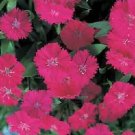 Dianthus Telstar Purple 250 seeds