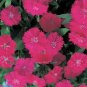 Dianthus Telstar Purple 250 seeds