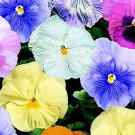 Pansy DeltaPro Watercolor Mix 250 seeds