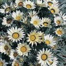 Gazania Talent White 250 seeds