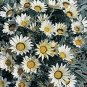 Gazania Talent White 250 seeds