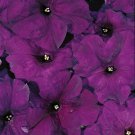 Petunia Aladdin Blue 500 seeds
