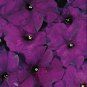 Petunia Aladdin Blue 500 seeds