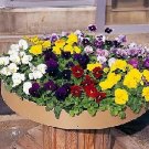 Pansy Majestic Giant II Clear Mix 250 seeds