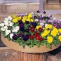 Pansy Majestic Giant II Clear Mix 250 seeds