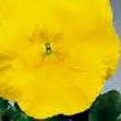 Pansy DeltaPro Yellow-Pure 250 seeds