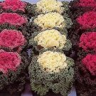 Flowering Kale Nagoya Mix 500 seeds