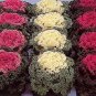Flowering Kale Nagoya Mix 500 seeds